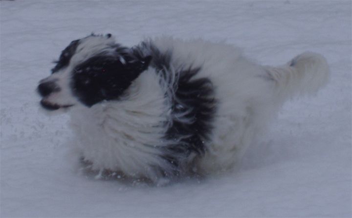 Dokkum Some Days Are Diamonds