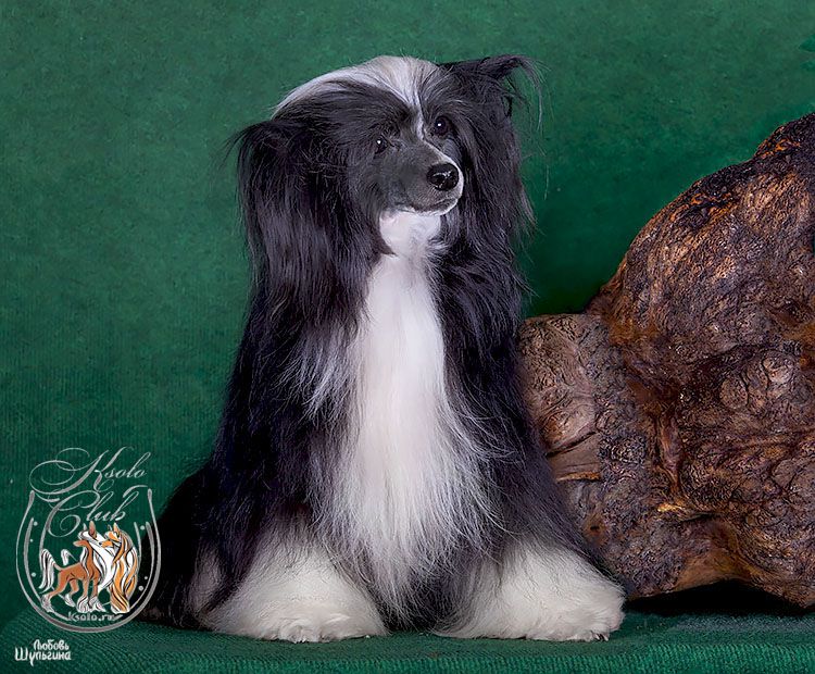 Vellar Pljus Karlayl Ksolo Club