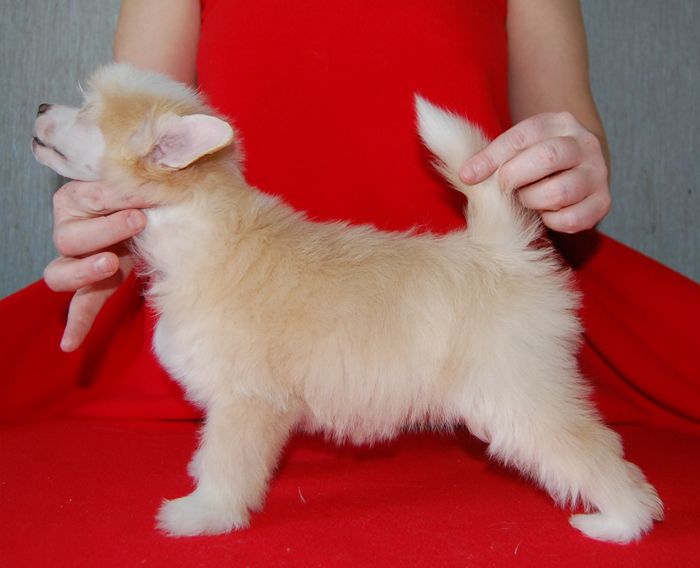 Volshebnaja Loshadka Prime Time