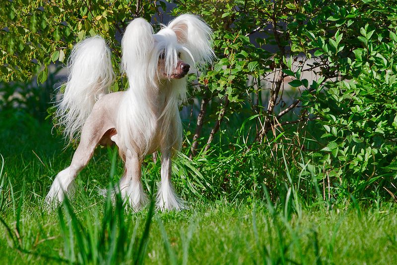 Naleks Art Zeus Shining Sky