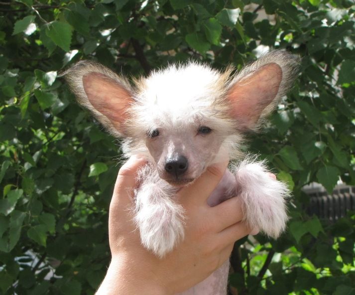 Naleks Art Zarnitsa Igra Ogney