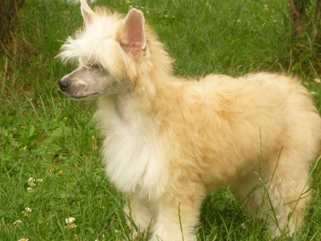 Carina z Mlýnského dvora