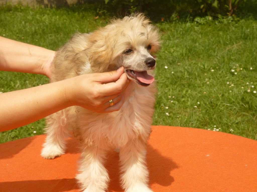 Ciciana z Mlýnského dvora