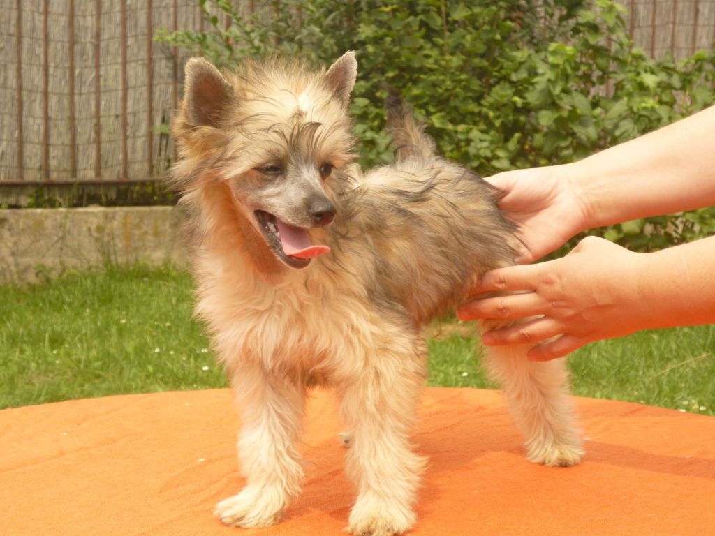 Corona z Mlýnského dvora