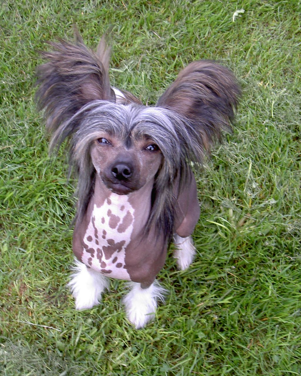 CandyCrest Passion At Lemiz