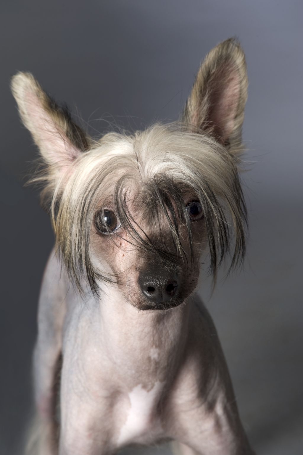 Tatoo Von Chilean Puppy's