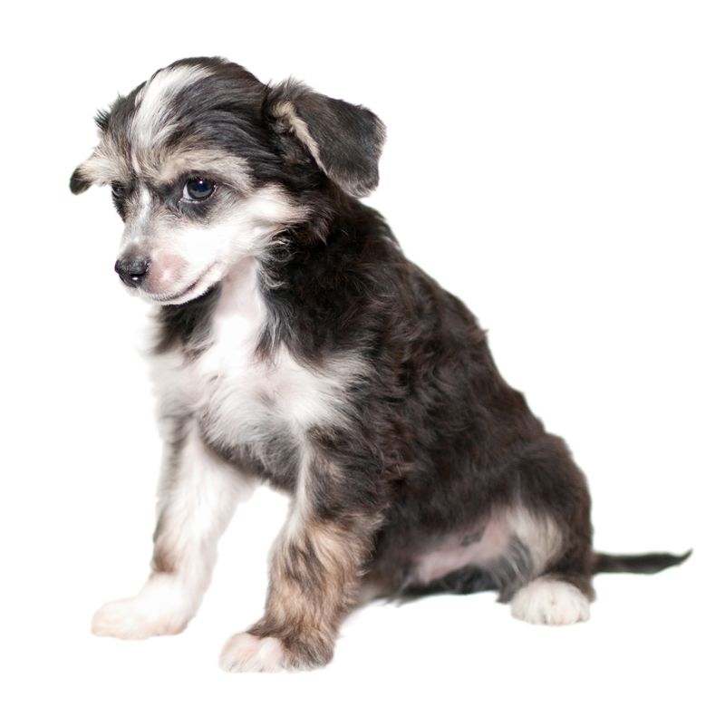 Vikiri Bells Raggy Step by Step