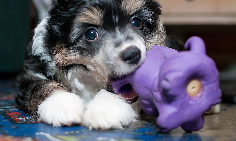 Vikiri Bells Sity Rival