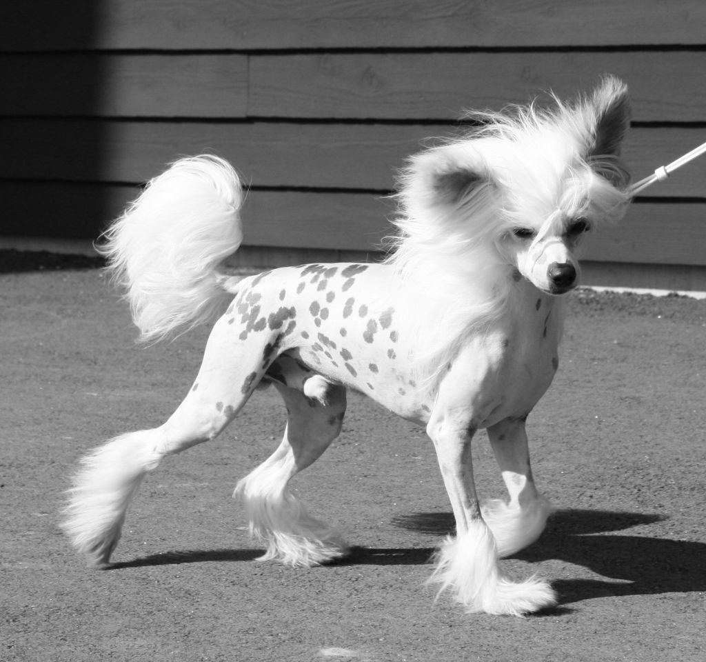 Jean Dark Forever and a day