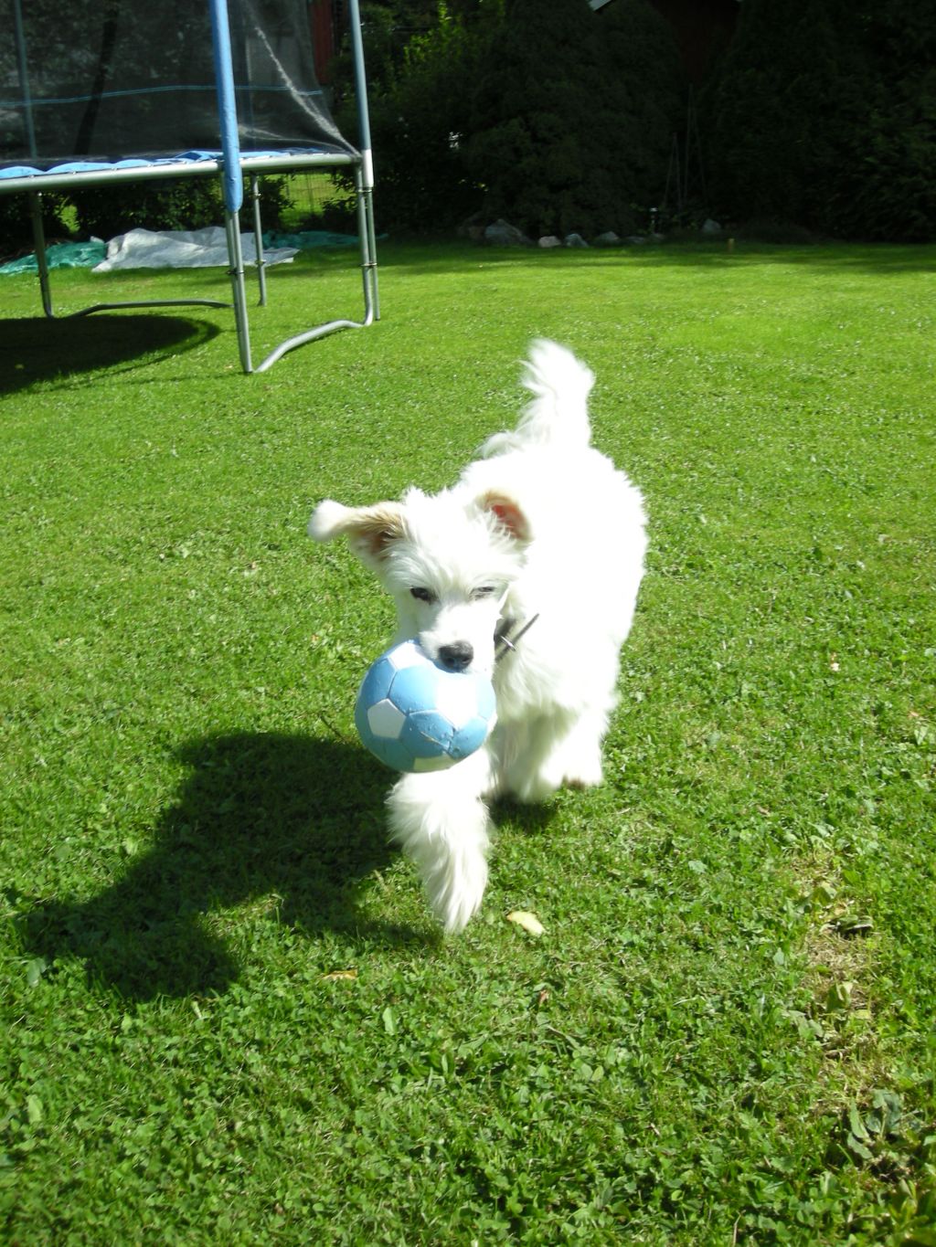 Jean Dark Flipp Flopp and Fly