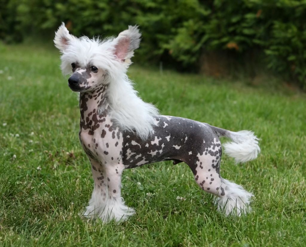 Cipracrest's Lonely At The Top