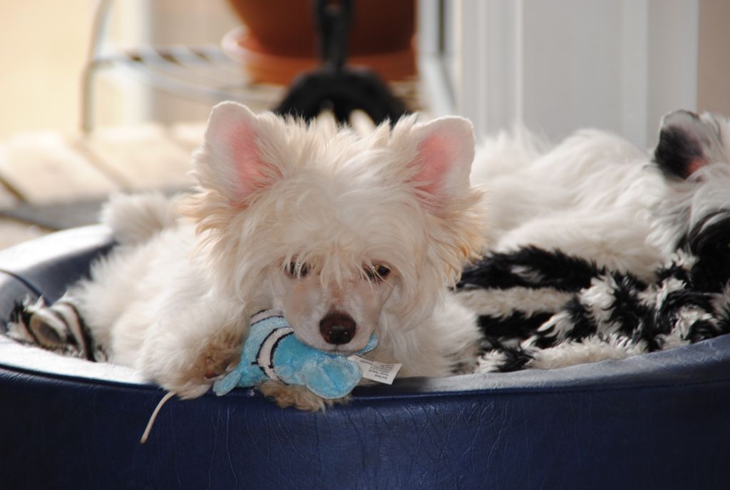 Play mansion Absolutley Irrisisteble