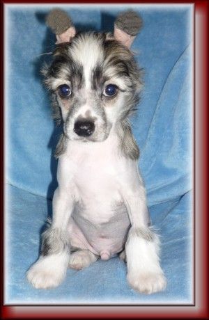 Angel Rocket Wild Angel  