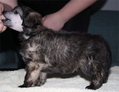 Fiabella's The Invisible Man