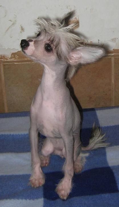 Kimie Von Chilean Puppy's