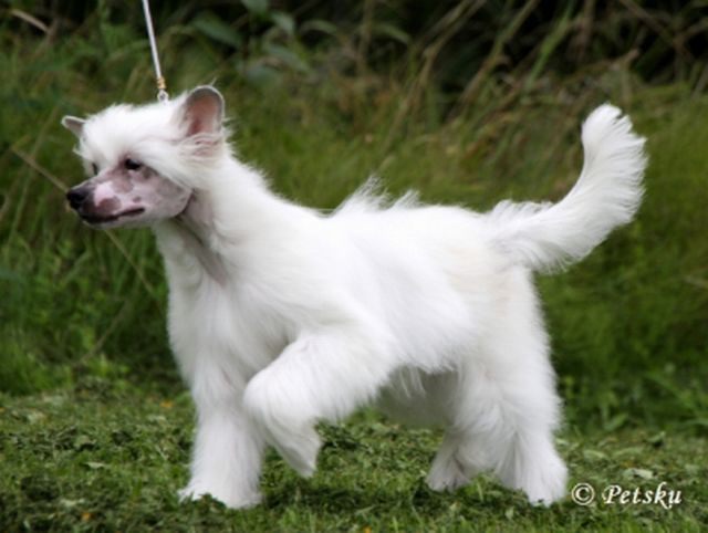 Zodellin An Ice King