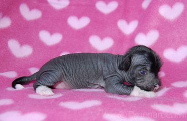 Timegarden Pure Thrill