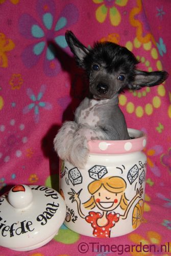 Timegarden Seriously Easy Going