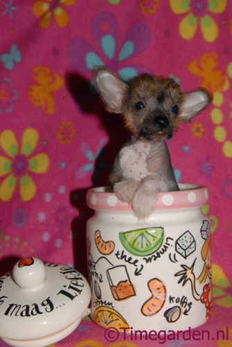 Timegarden Make it a Double