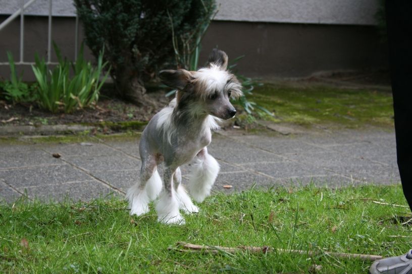 Avatar Grand Emerald