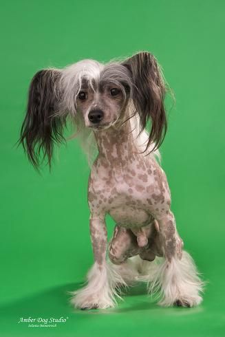 Archer Grand Emerald