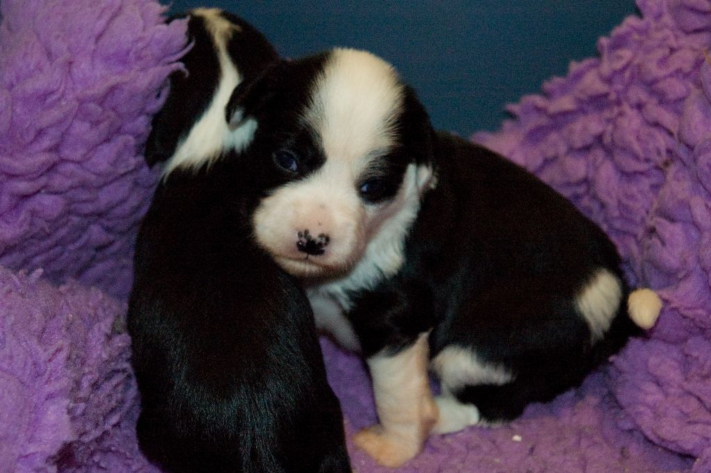 Kaunisvirran Yogi Bear