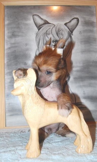 Karnelius Twilight Breaking Dawn