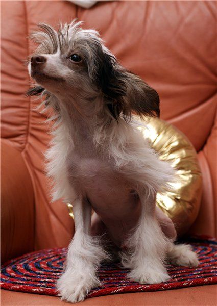 Fantastik Kashmir Pascal