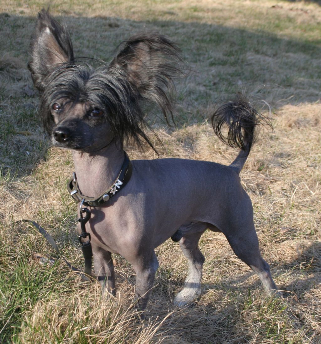 Chrismas Happy Zirius