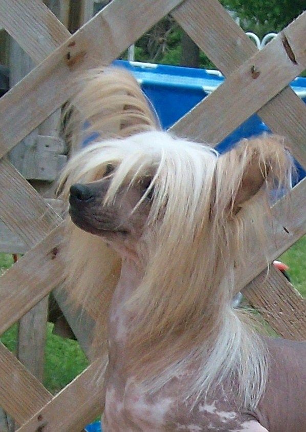 Peter Johns Yankee Doodle Dandy