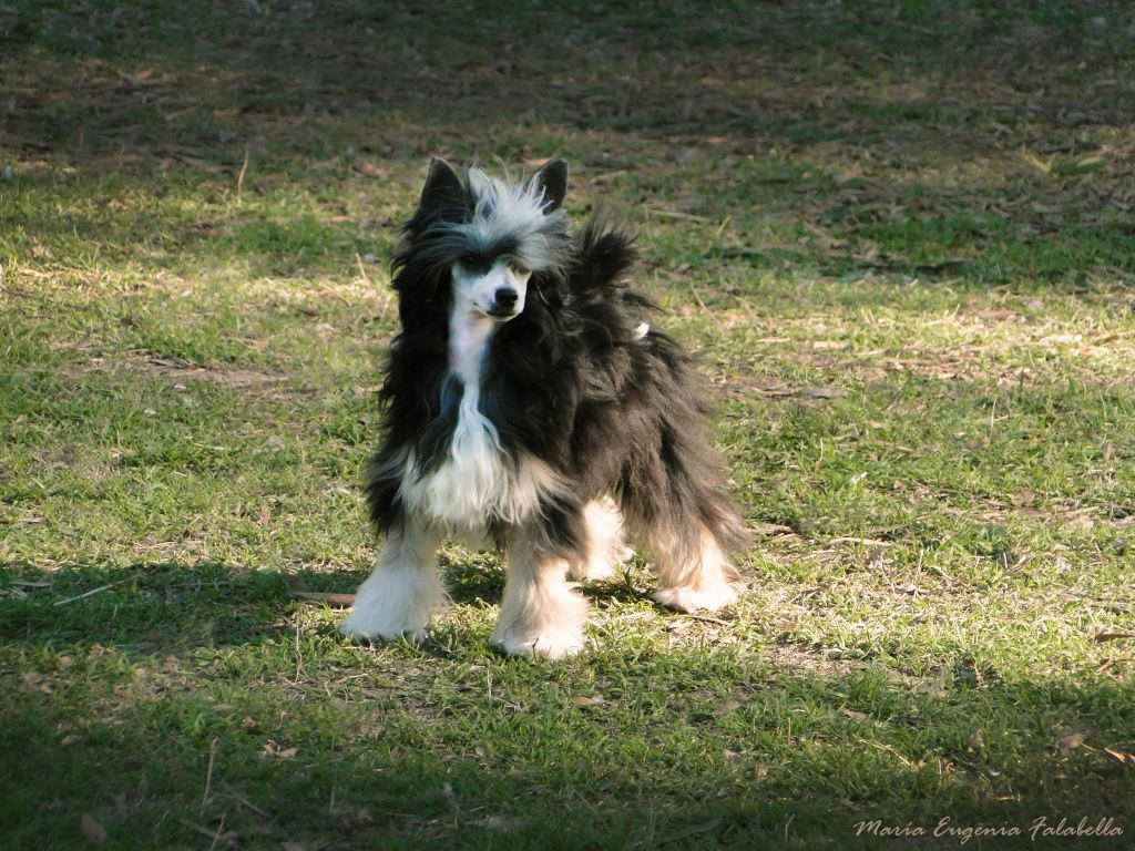 Papillon FalaZairroo