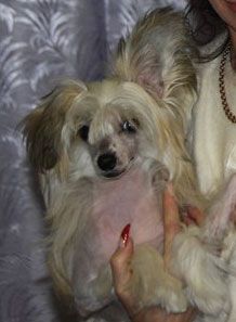 Sapfir iz Tsarskogo Sela Asteriks