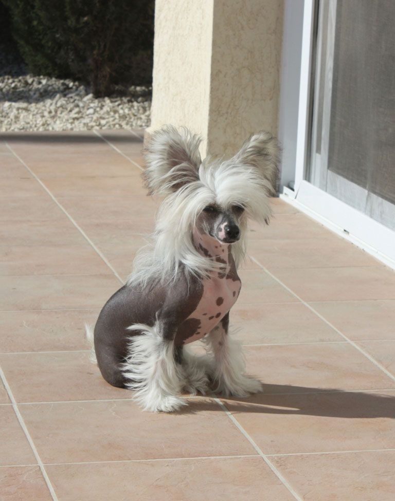 Sapfir iz Tsarskogo Sela Yinessa