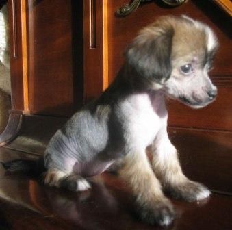 Sapfir iz Tsarskogo Sela Yinina