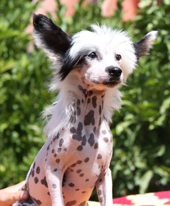 Ashley Di Chrisdor's