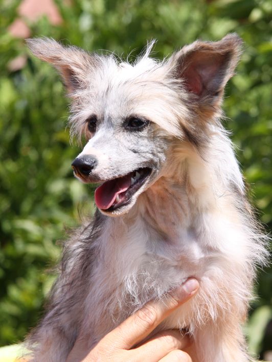 Abahatschi Di Chrisdor's