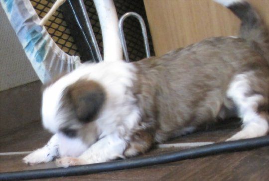 Spirit Of Mantra's Kakmonster