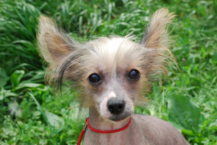 Fenomenal'nay Ledi s Tushinskogo Doma