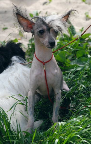 Fantasmagorija s Tushinskogo Doma