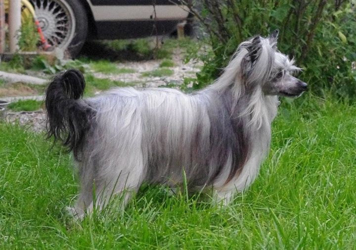 Oriental Jokes Frimeur