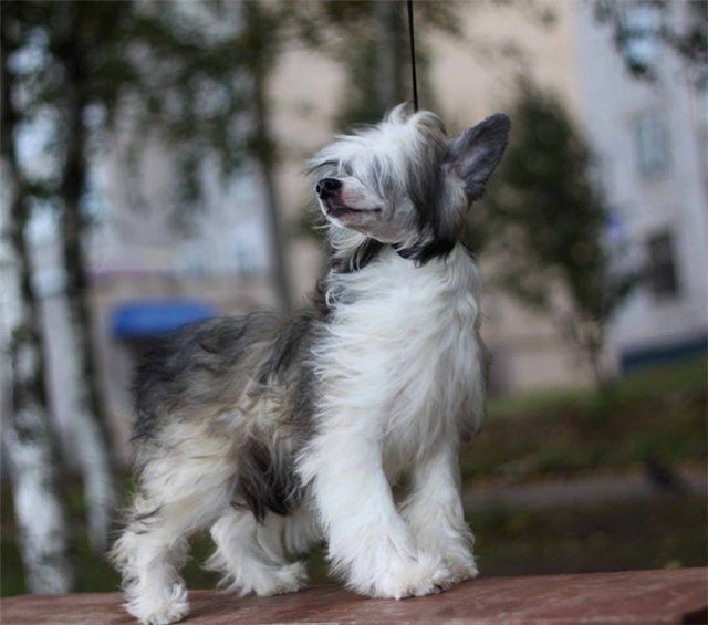 Tal'yanka Moya Atamanka