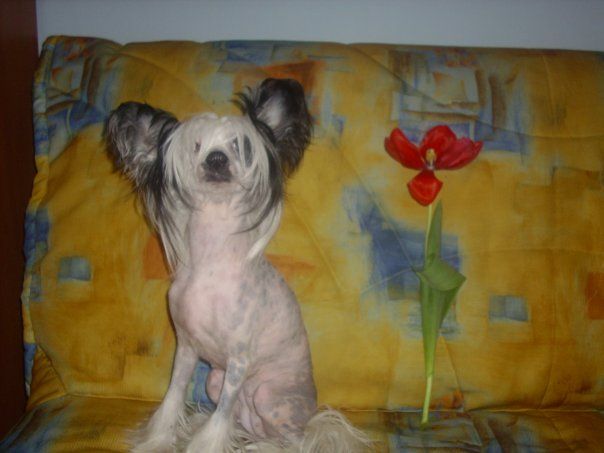 Shelcovij Shlejf Grand Afina