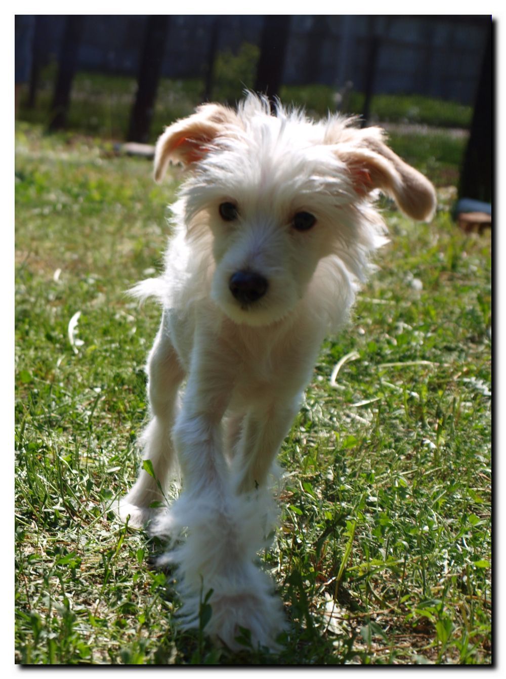 Mashama Mazi Rus Ares