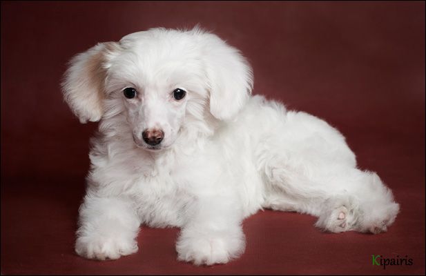 Mashama Mazi Rus Ariadna