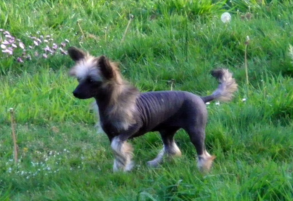 Fa Li Hua  Du Jardin de Guanlying