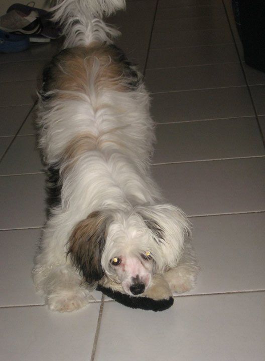 Fi Luan Du Jardin de Guanlying