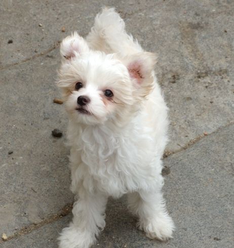 Treasure Guardians Gismo