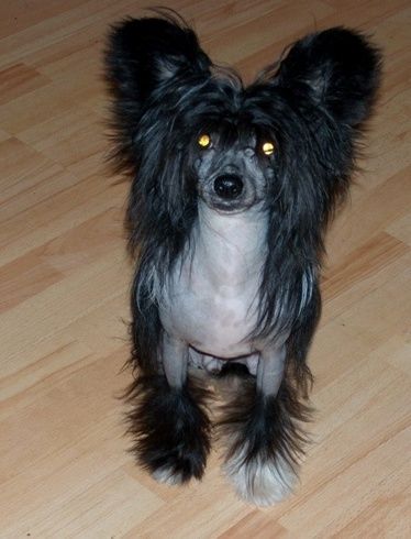 Treasure Guardians Gladiator