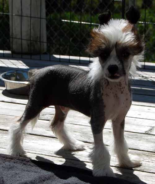 K9Madness Endless Energy