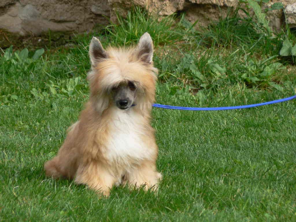 Baccara  Queen Malverne